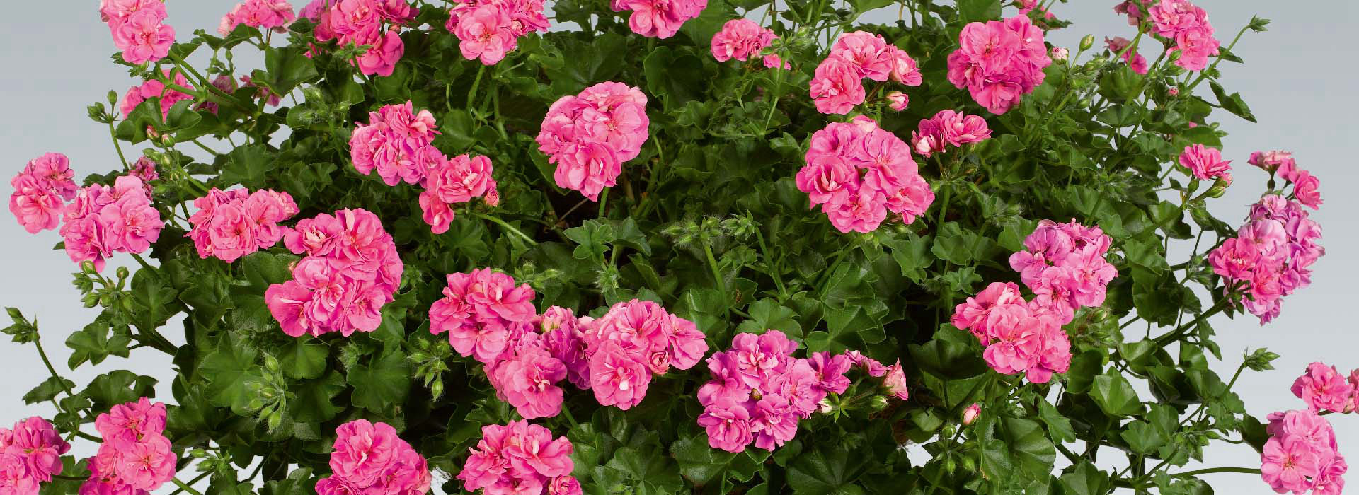 ‘粉女巫’蔓生天竺葵