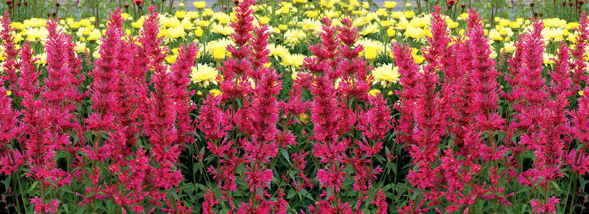 ‘夏日覆盆子’藿香