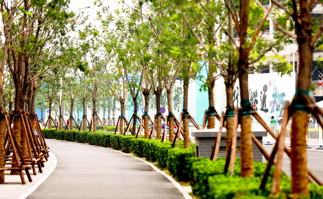 通州新城運(yùn)河核心區(qū)路網(wǎng)綠化工程(一期)二標(biāo)段