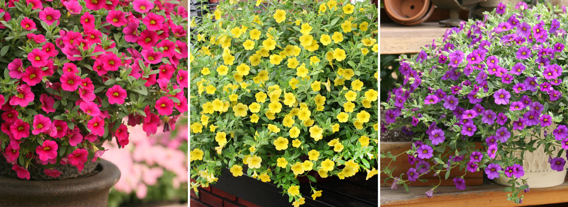 舞春花·百萬(wàn)鈴系列